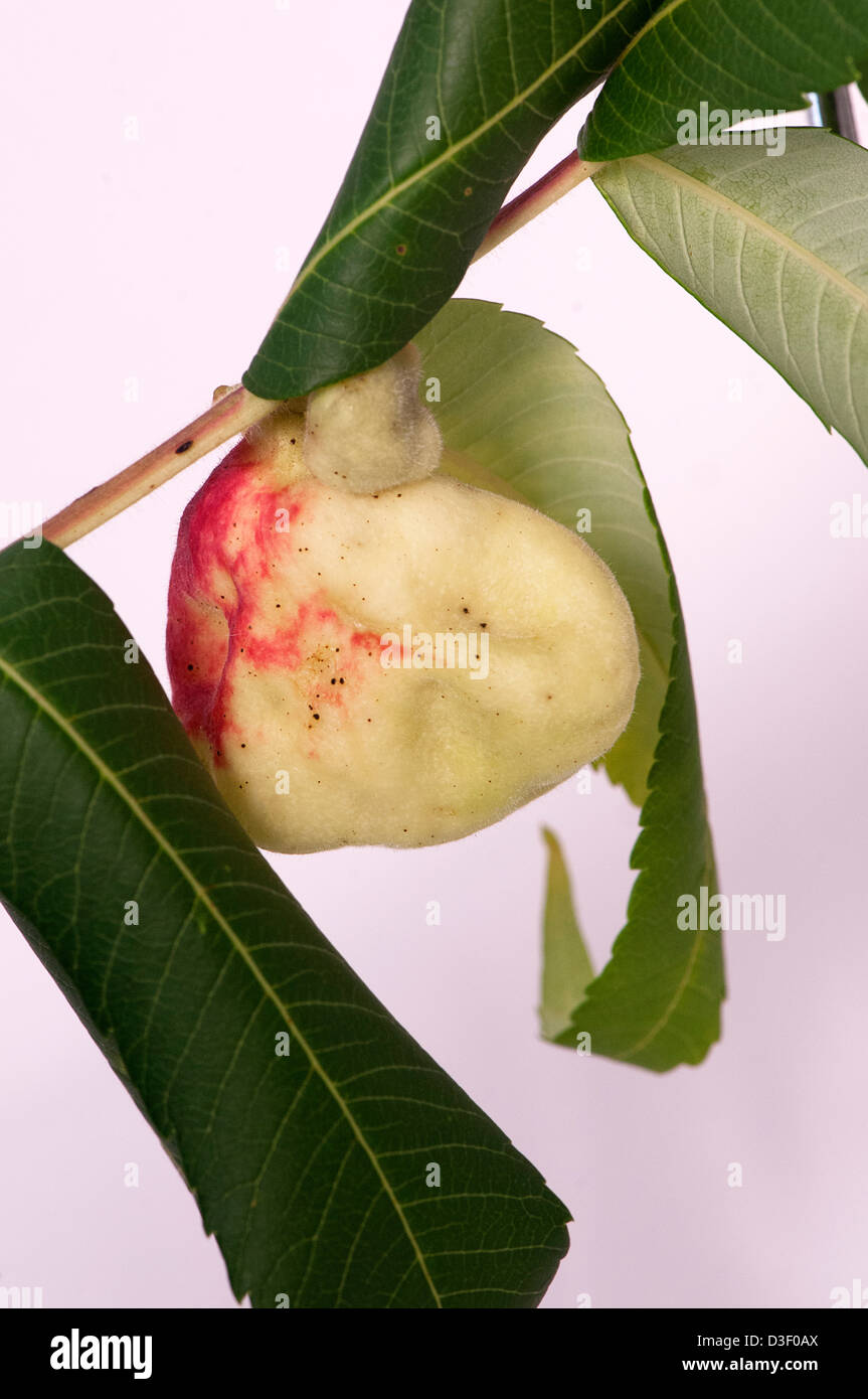 Sumac aphid gall (Melaphis rhois Stock Photo Alamy
