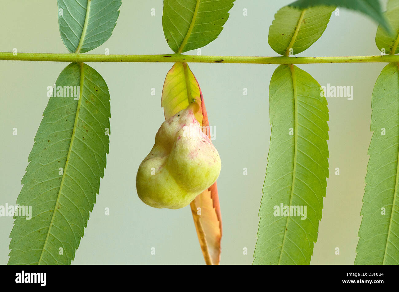 Sumac aphid gall (Melaphis rhois Stock Photo Alamy