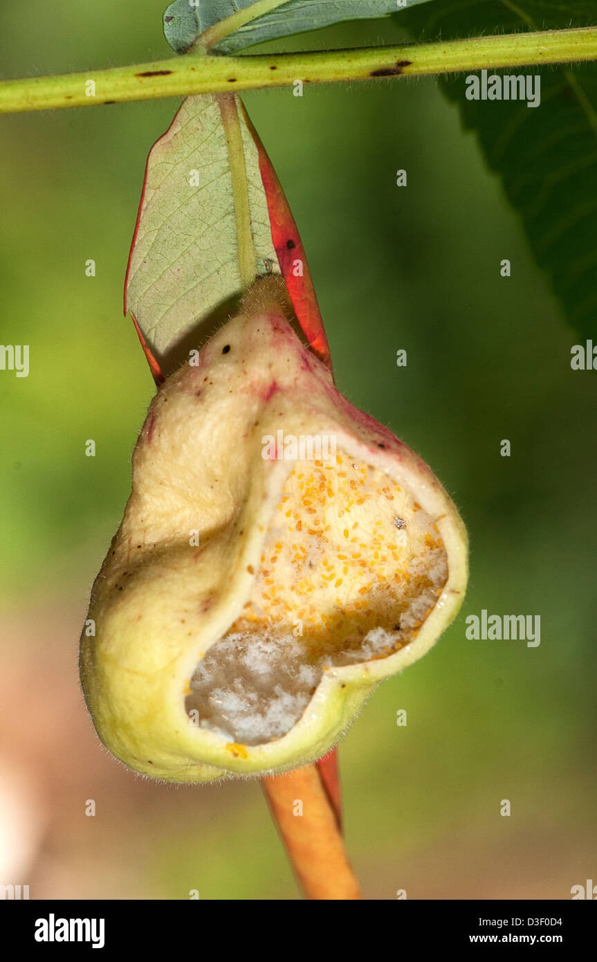Sumac aphid gall (Melaphis rhois Stock Photo Alamy