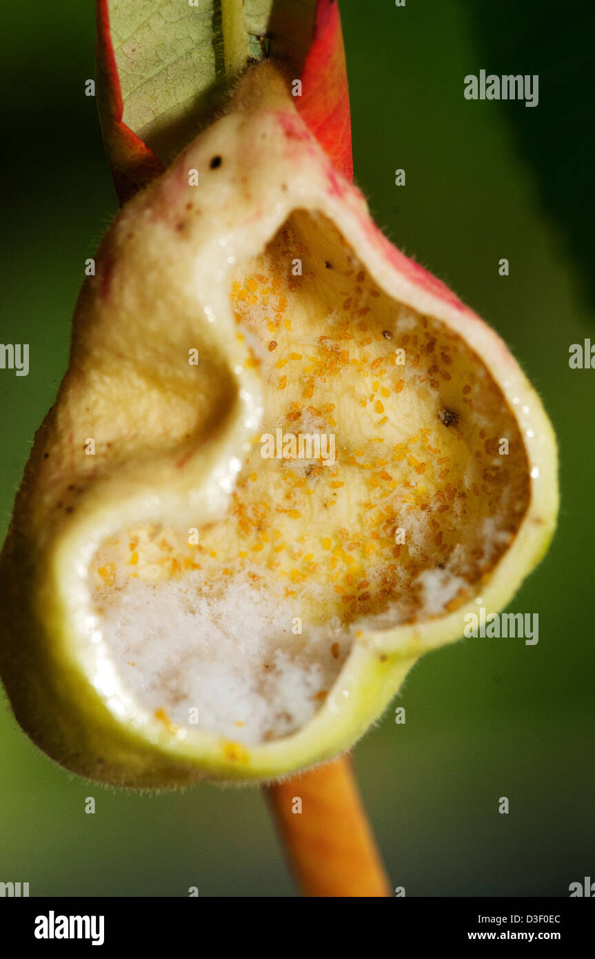 Sumac aphid gall (Melaphis rhois Stock Photo Alamy