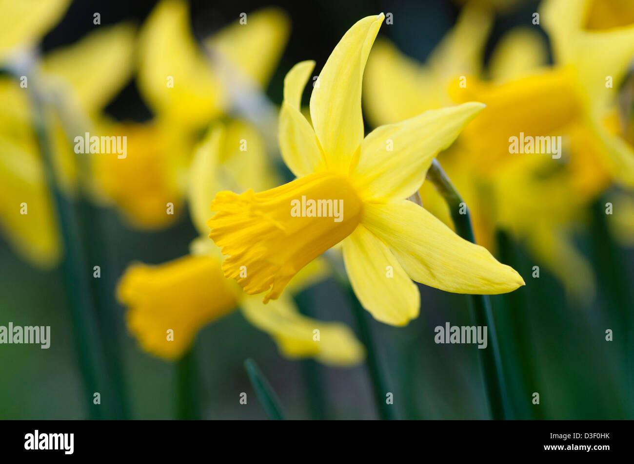 NARCISSUS CYCLAMINEUS FEBRUARY GOLD Stock Photo