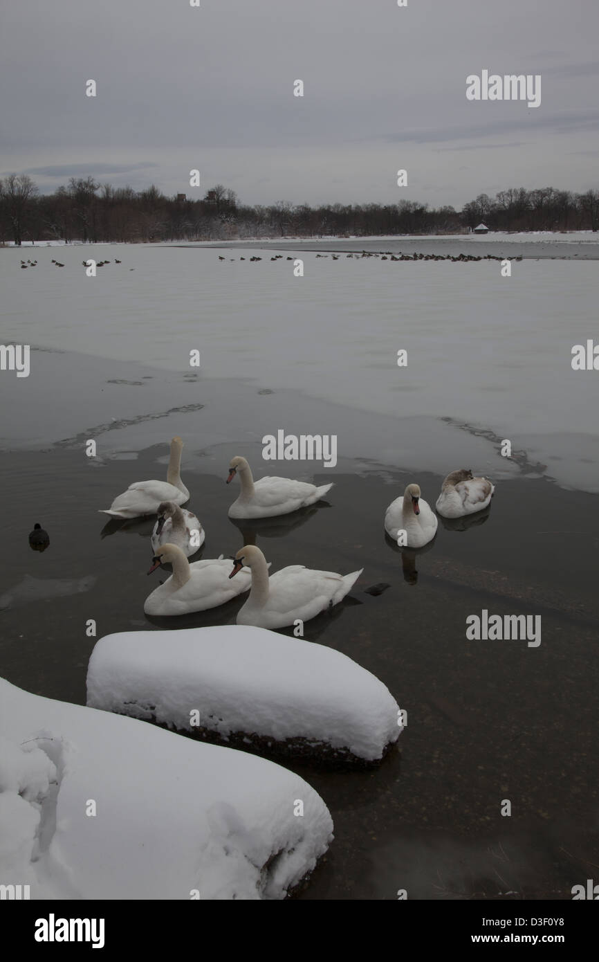 Swans on the lake in Prospect Park on a wintery day in Brooklyn, NY. Stock Photo