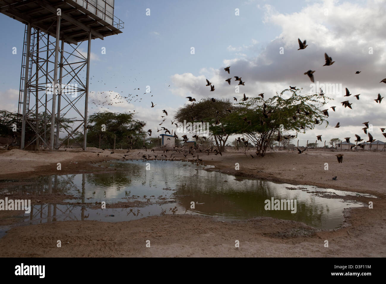 ELWAK, EASTERN KENYA, 1st SEPTEMBER 2009: Birds fly in swarms to take a drink from a small pond formed by spillage Stock Photo
