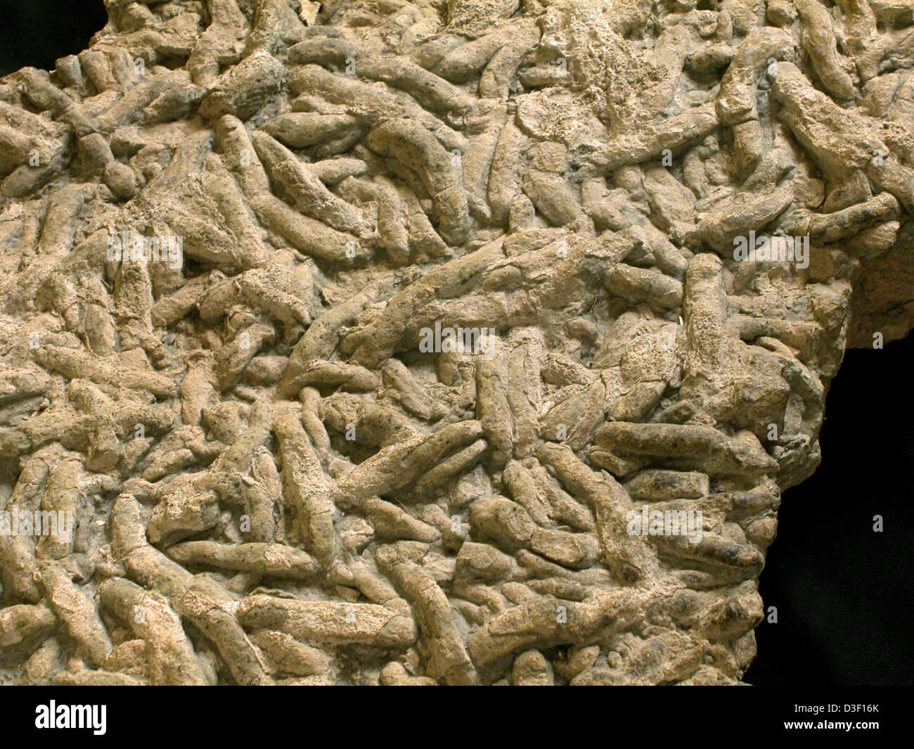 8528 Grand Canyon_ Fossil Worm Trails in Bright Angel Shale Stock Photo