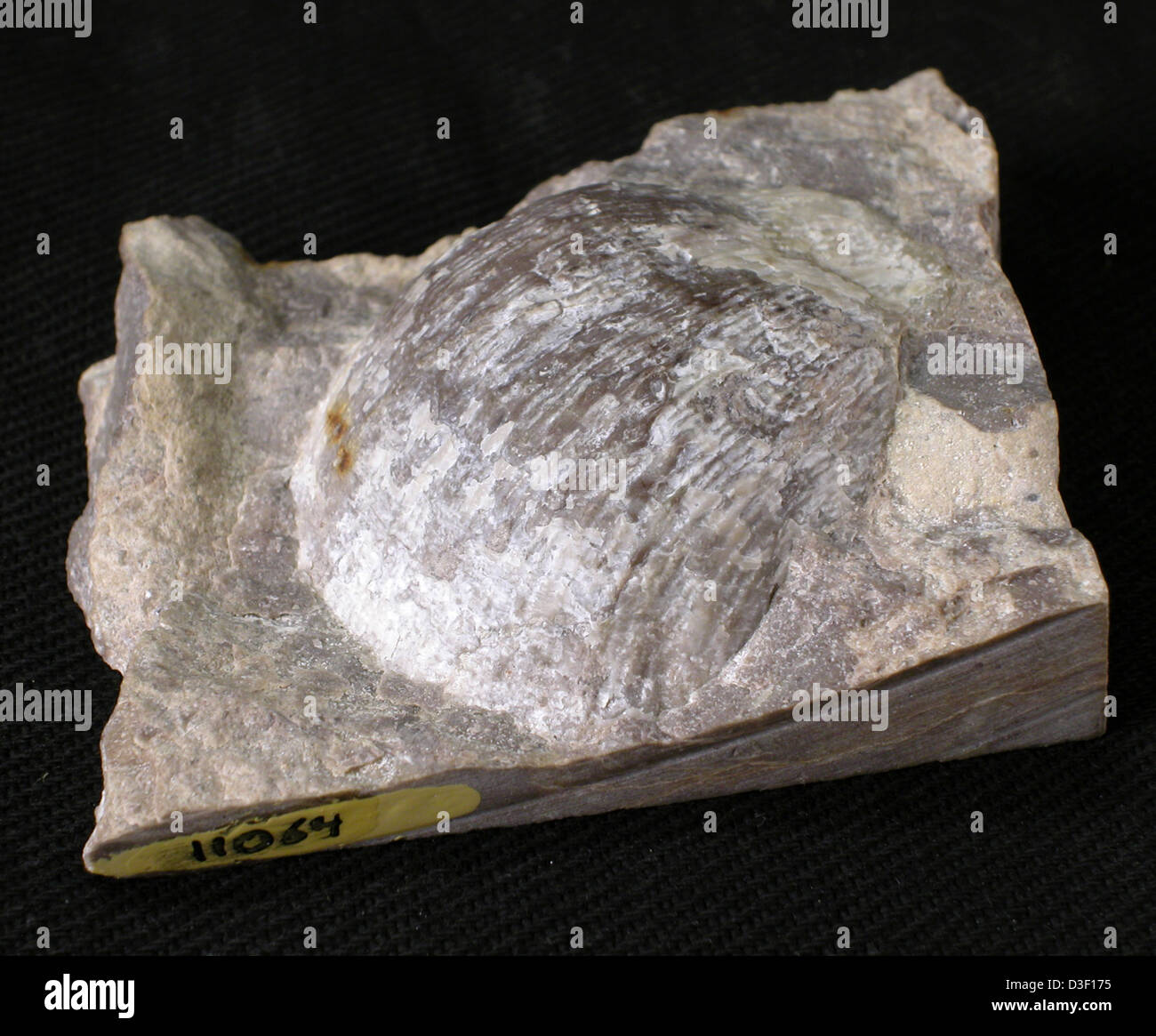 11064 Grand Canyon Fossil Brachiopod in Redwall Limestone Stock Photo