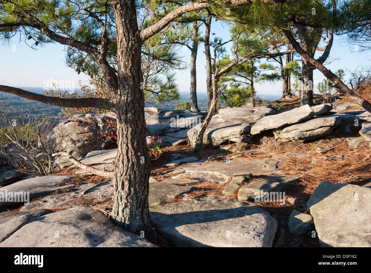 Rocks and pines along the hiking trail near the crest of Stone Mountain  outside Atlanta, Georgia, USA Stock Photo - Alamy