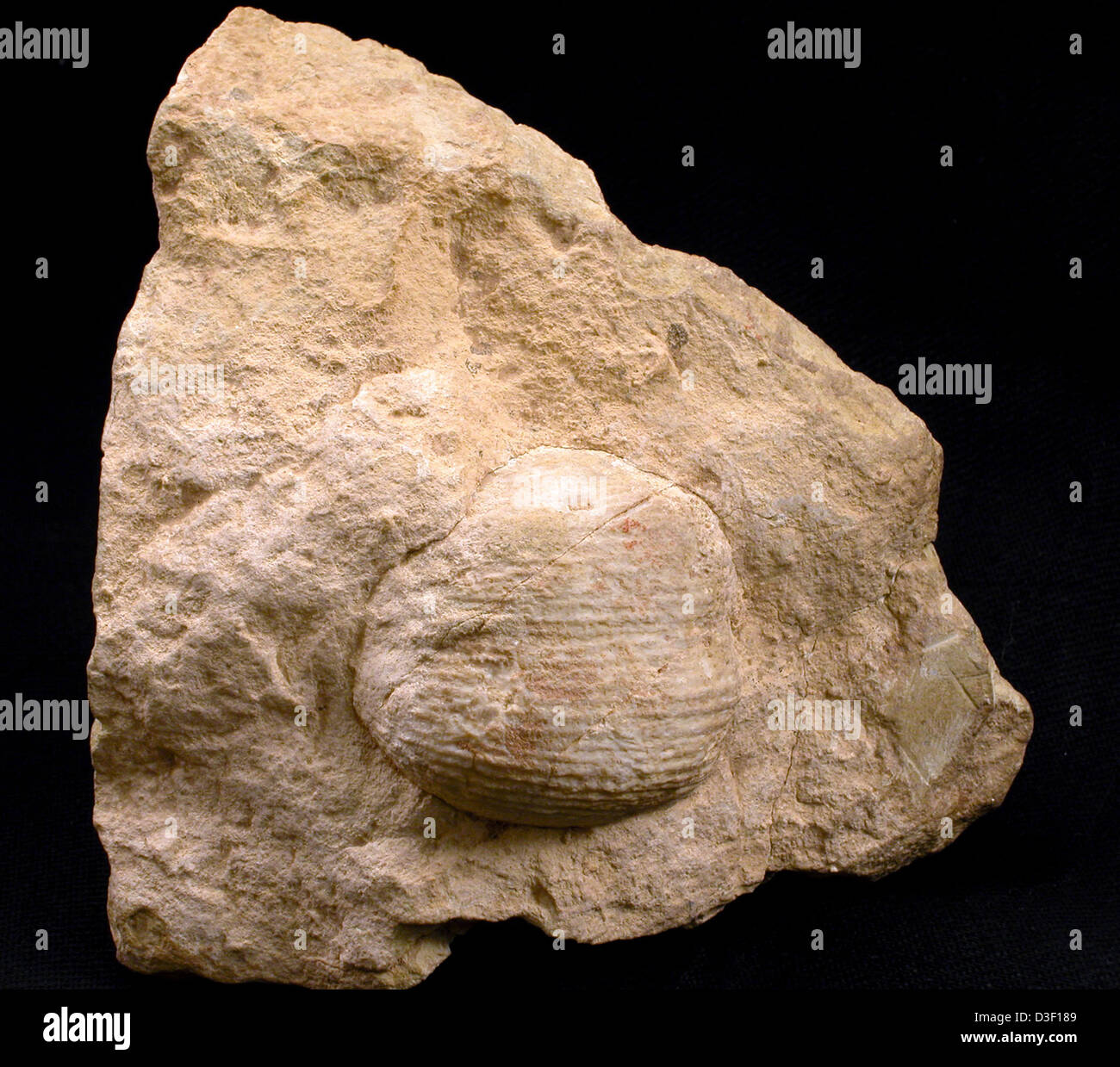 21372 Grand Canyon Fossil Brachiopod in Kaibab Limestone Stock Photo