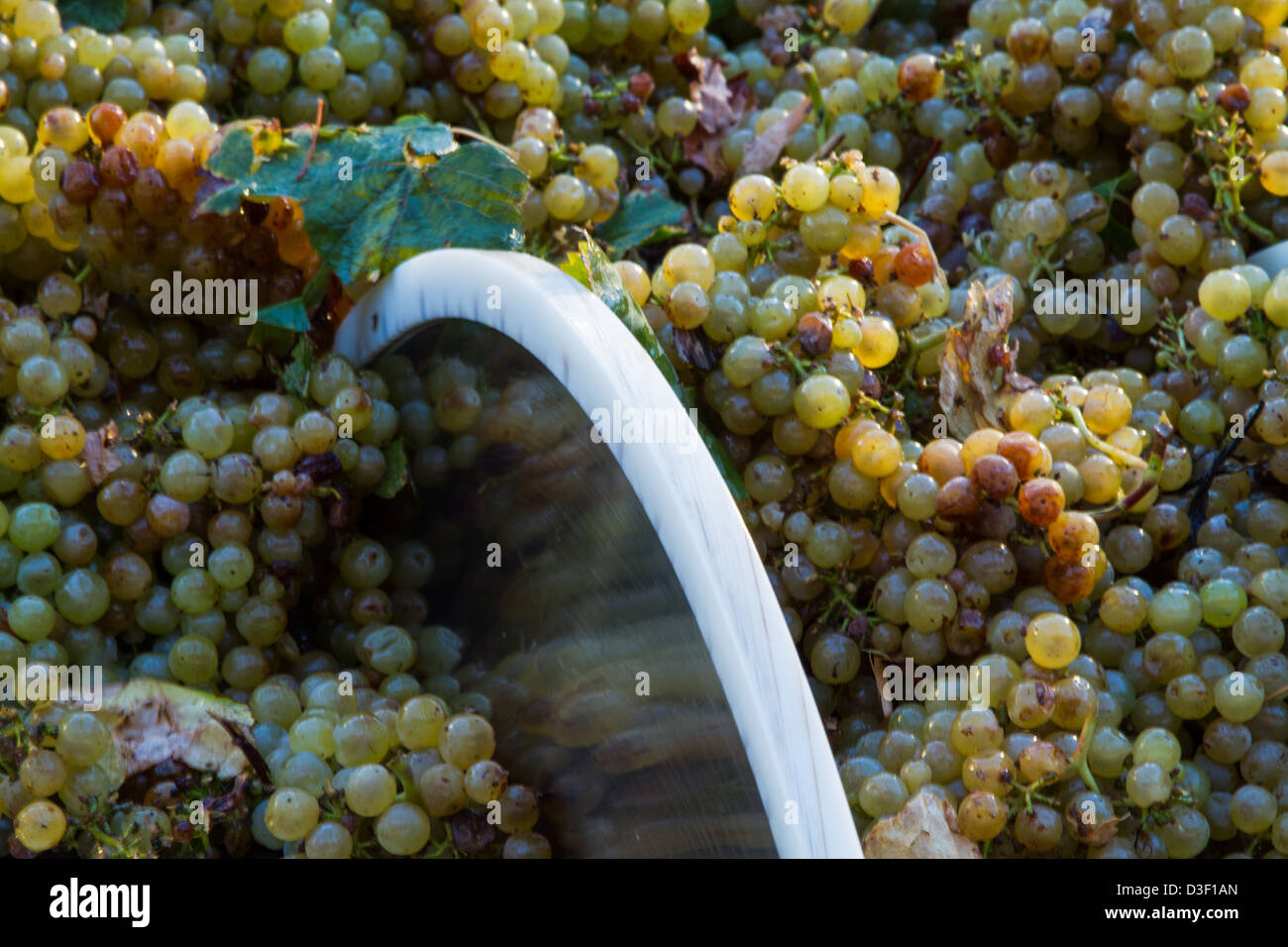 Grapes being crushed in corkscrewshaped feed auger on a mechanical