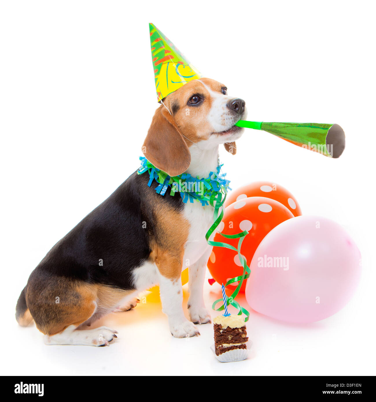 Dog hotsell celebrating birthday