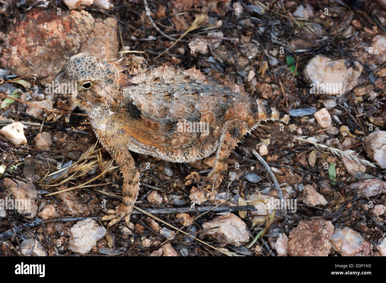 Horned toad lizard hi-res stock photography and images - Alamy