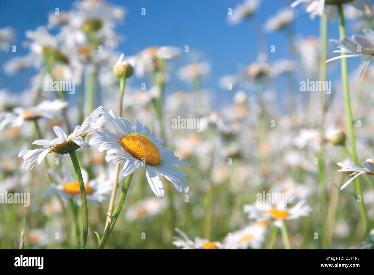Meadow chamomile hi-res stock photography and images - Alamy