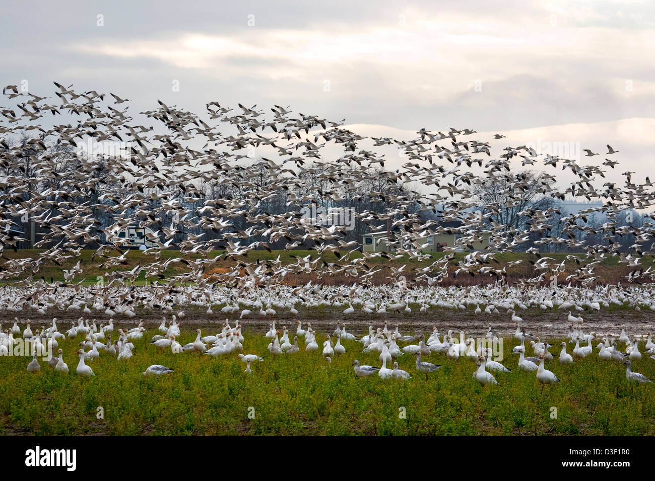 WA08133-00...WASHINGTON - A large of snow geese in a farm field on Fir Island in the Skagit River Delta. Stock Photo