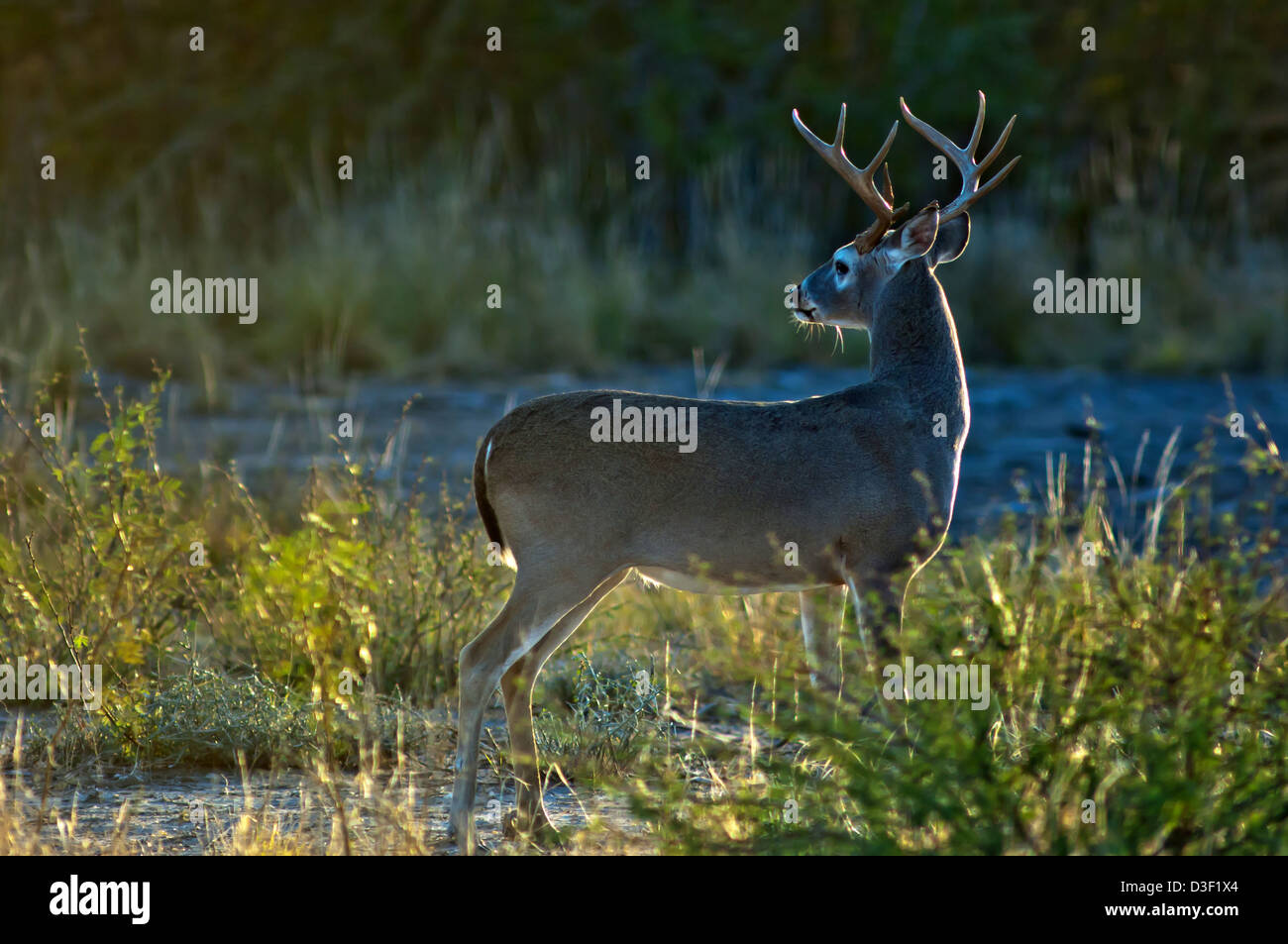 White tail deer hunt hi-res stock photography and images - Alamy