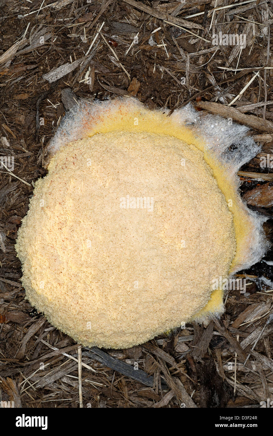 Fuligo septica plasmodial slime mold Stock Photo
