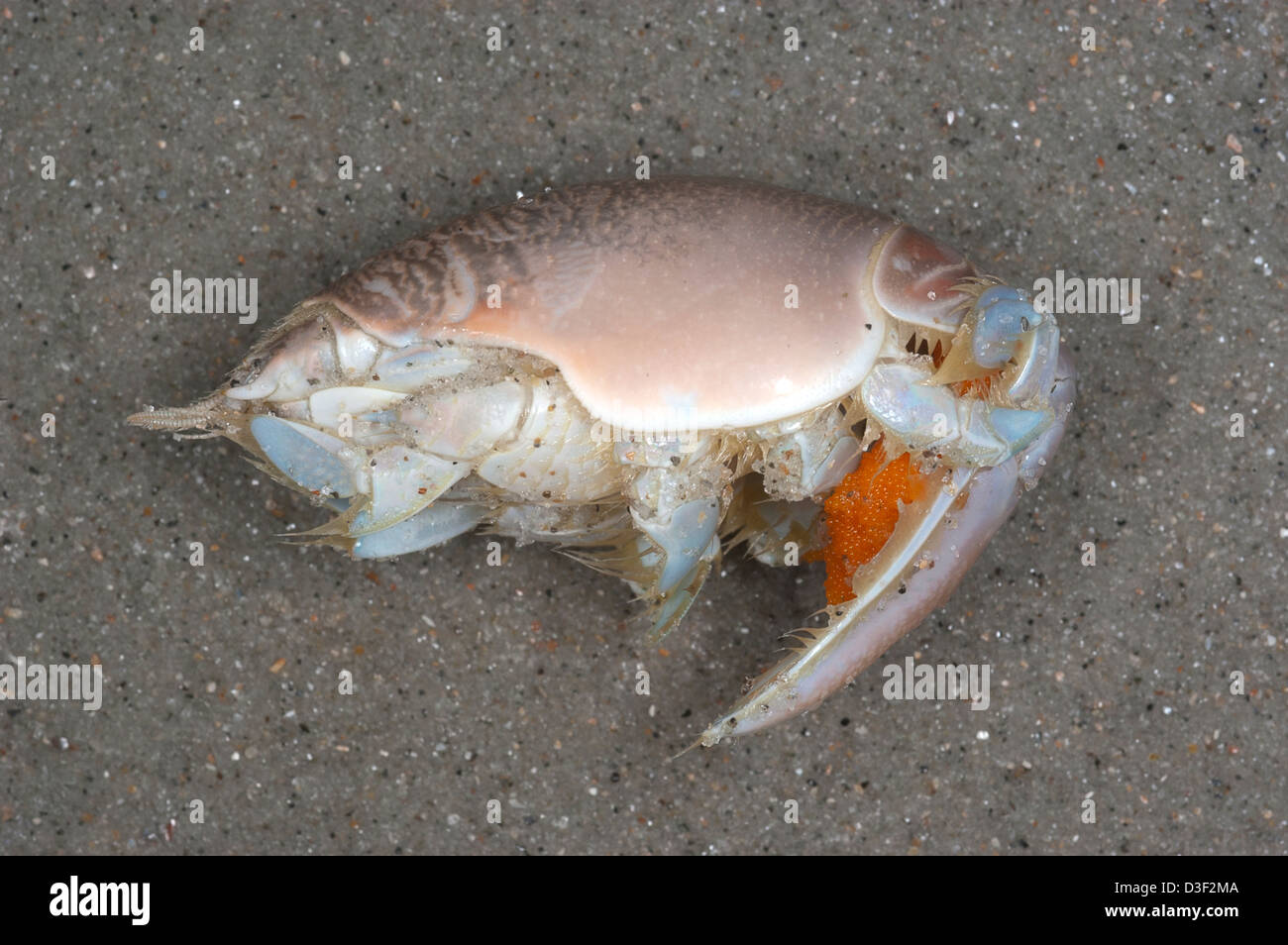 Mole crab, Emerita talpoida with bright orange eggs Stock Photo
