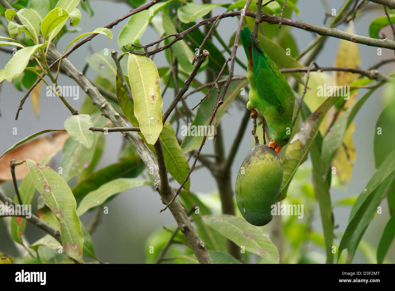 Bird on mango tree hires stock photography and images Alamy