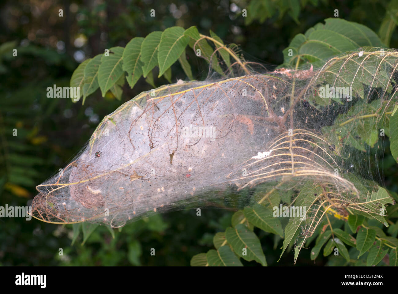 nest of fall webworm caterpillars Stock Photo Alamy