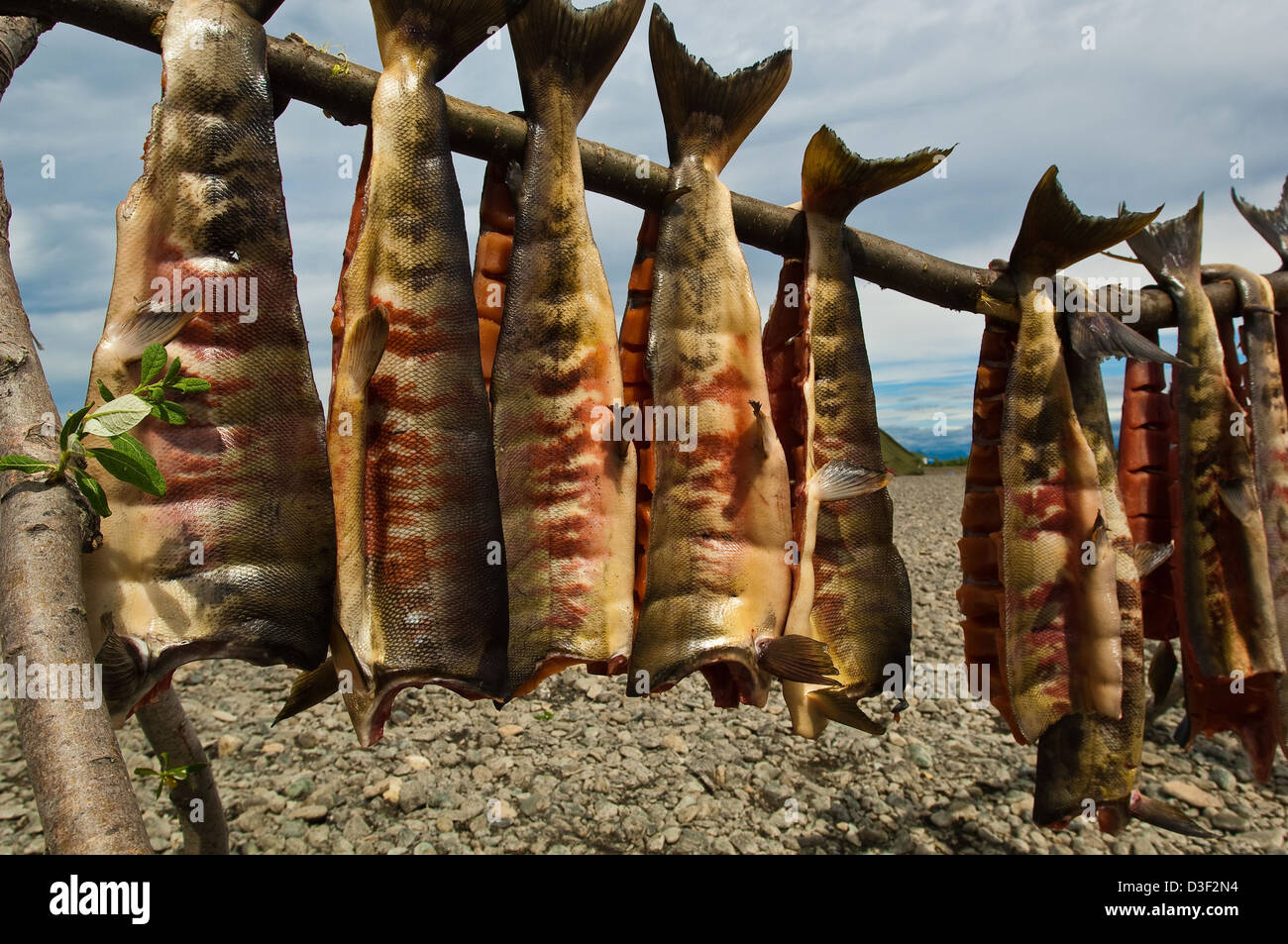 https://c8.alamy.com/comp/D3F2N4/chum-salmon-oncorhynchus-keta-fillets-drying-on-a-rack-near-a-native-D3F2N4.jpg