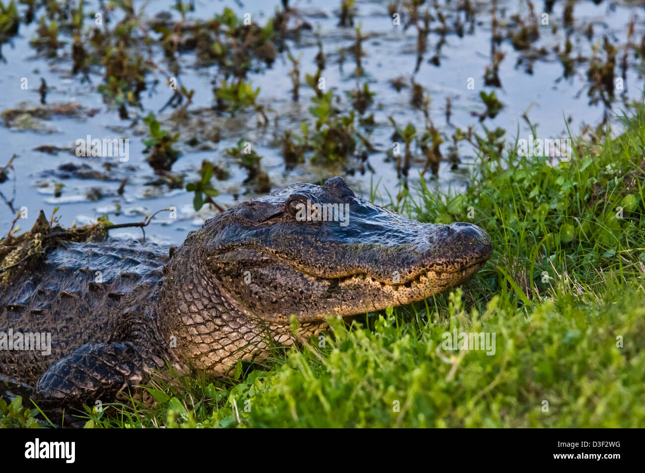 American alligator (Alligator mississippiensis) in a swamp near Myrtle Grove Louisiana Stock Photo