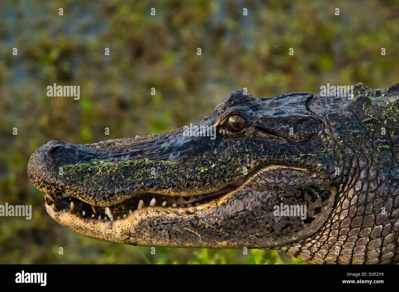 American alligator (Alligator mississippiensis) in a swamp near Myrtle Grove Louisiana Stock Photo