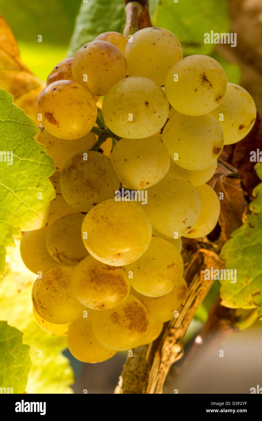California Wine Making in Monterey County Stock Photo Alamy
