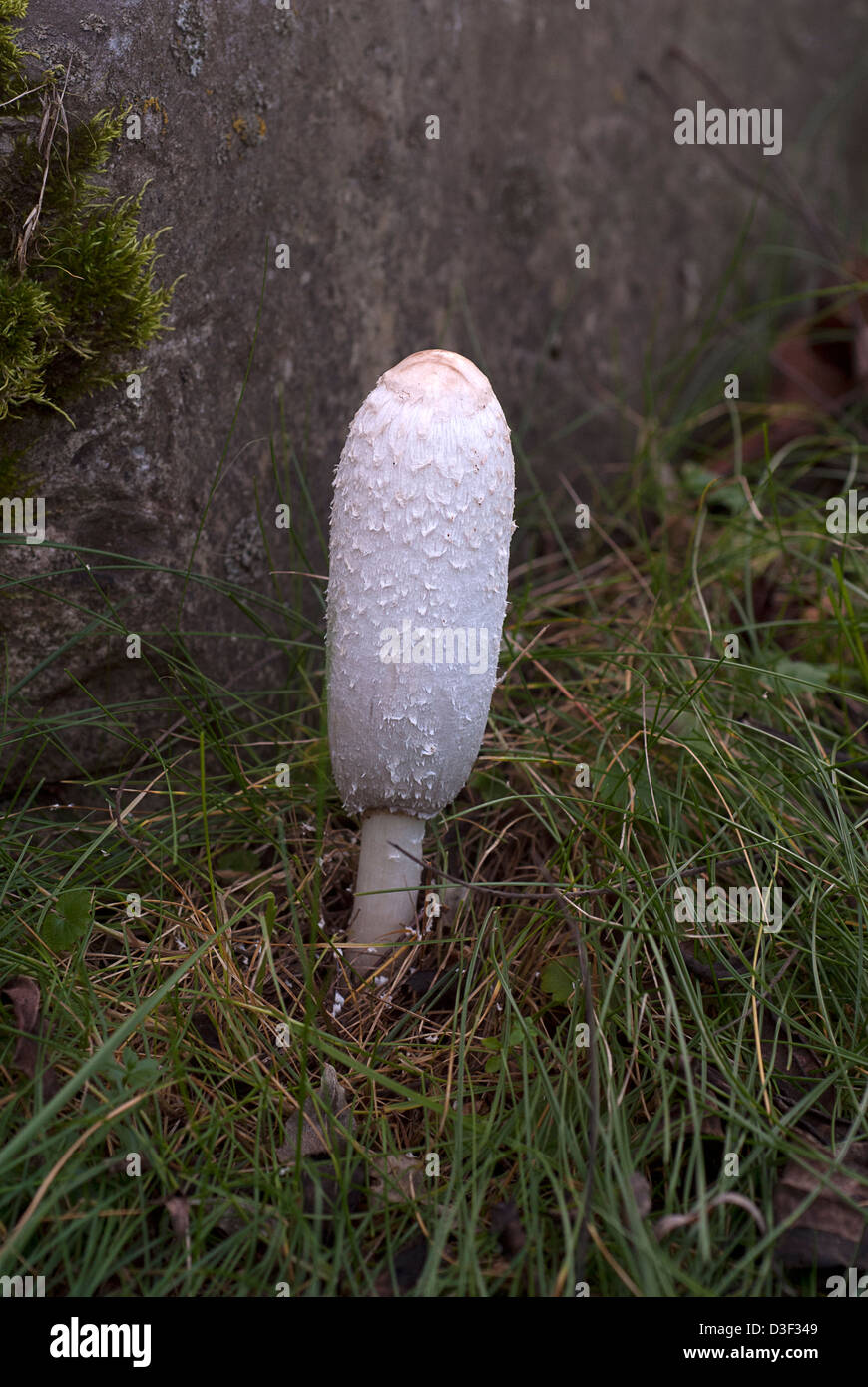 shaggy mane edible mushroom, Coprinus comatus Stock Photo