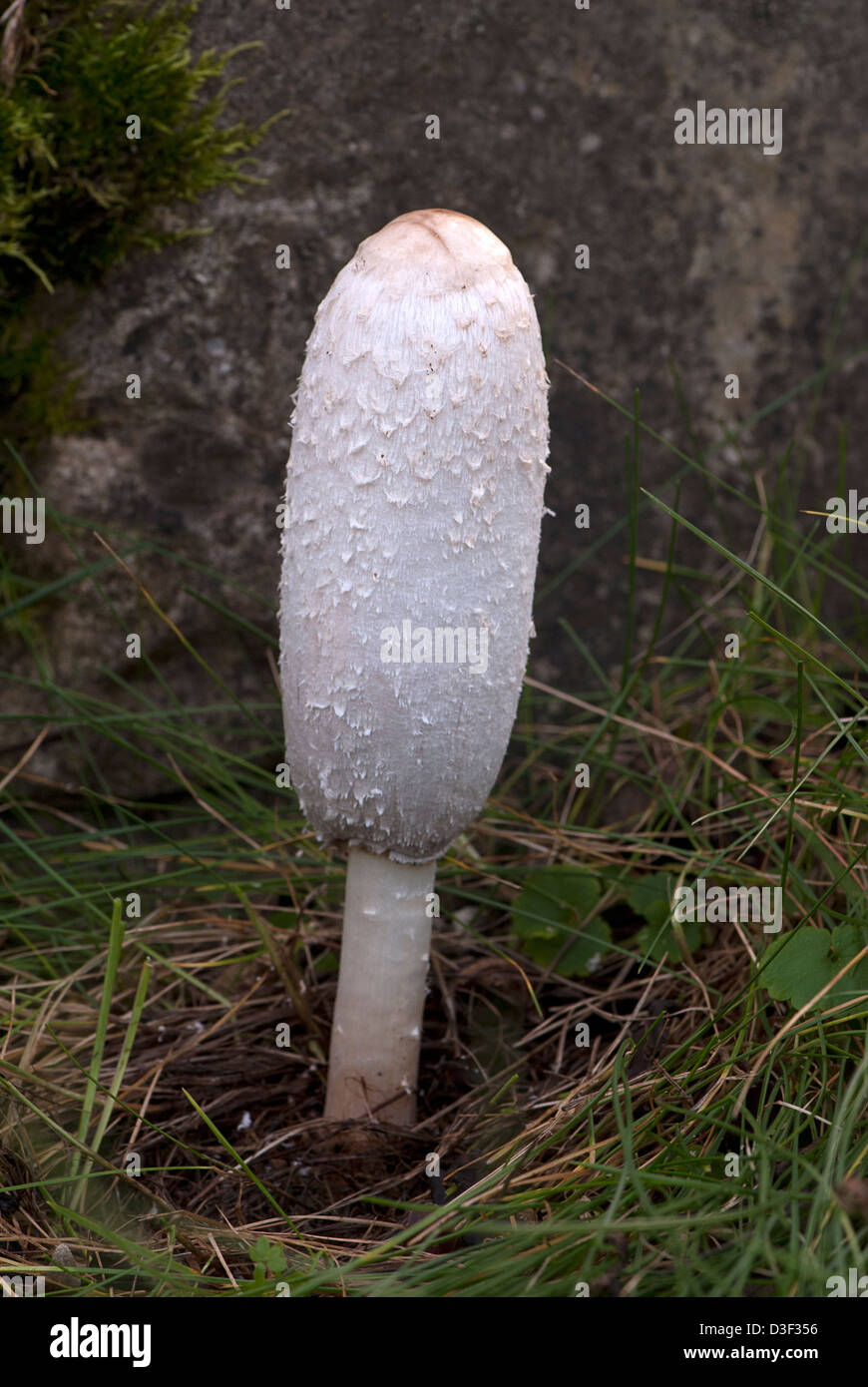 shaggy mane edible mushroom, Coprinus comatus Stock Photo