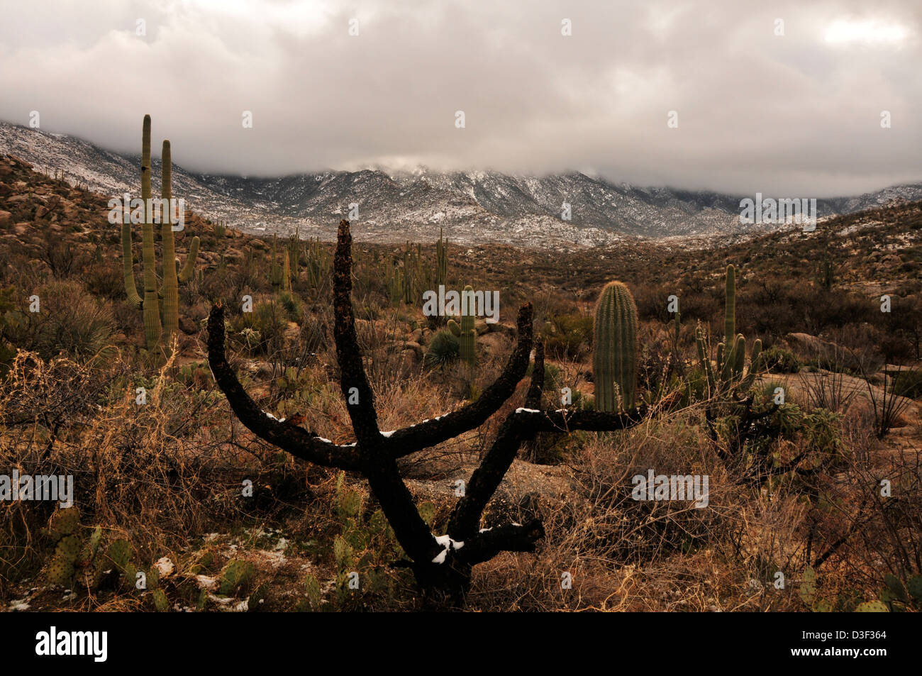 Nieve Cactus Saguaro Del Desierto Sonora Las Montañas Catalina Las:  fotografía de stock © MichaelFitzsimmons #247626808