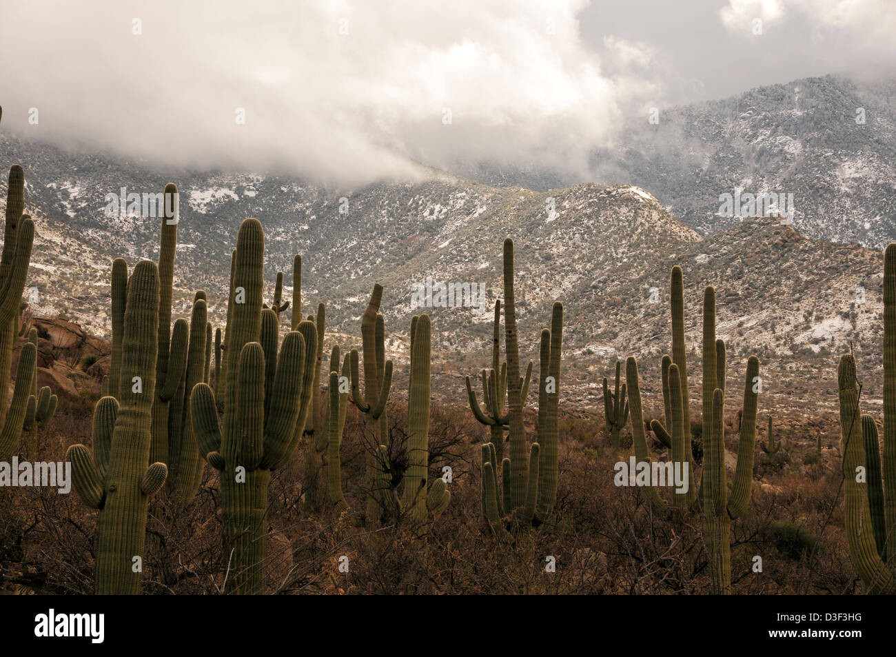 Nieve Cactus Saguaro Del Desierto Sonora Las Montañas Catalina Las:  fotografía de stock © MichaelFitzsimmons #247626808