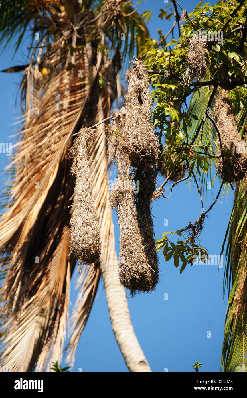 Weaver bird nests hanging high in the tree on the islands of Lake
