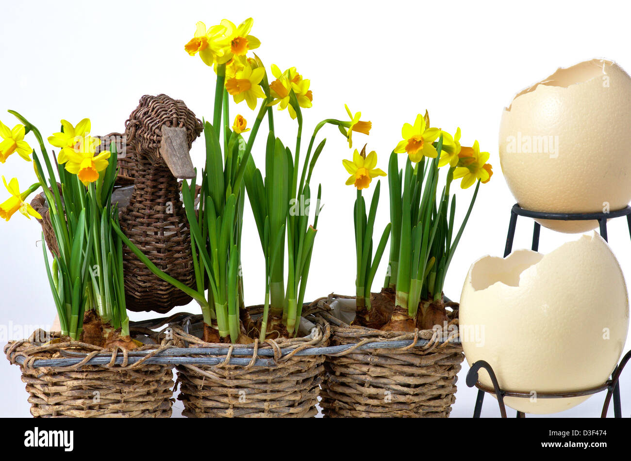 Easter eggs and daffodils on white background Stock Photo