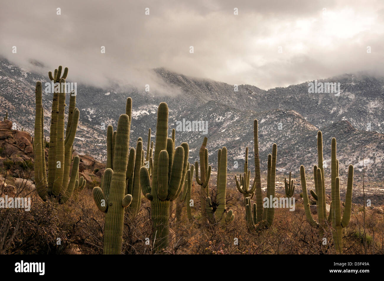 A winter storm drops snow on the Santa Catalina Mountains, Coronado National Forest, Sonoran Desert, Catalina, Arizona, USA. Stock Photo