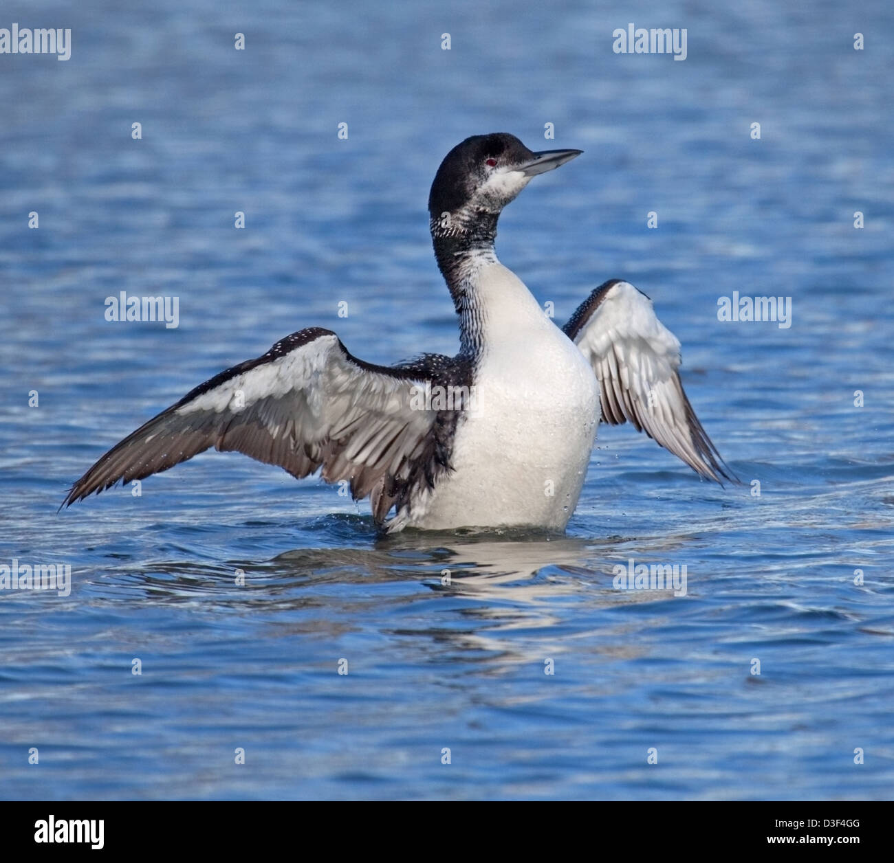 Great Northern Diver on Pittville Lake Cheltenham during the winter Stock Photo