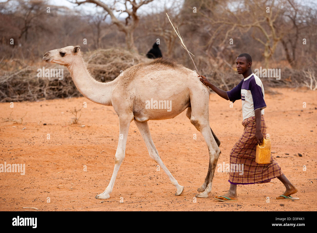 CHACHABOLE, NORTH OF ELWAK, EASTERN KENYA, 2nd SEPTEMBER 2009: A herder with a young camel. Stock Photo