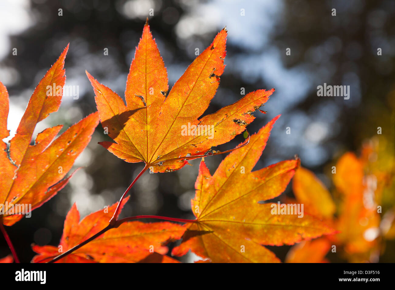 Autumn colour at Batsford Arboretum Gloucestershire, England Stock Photo