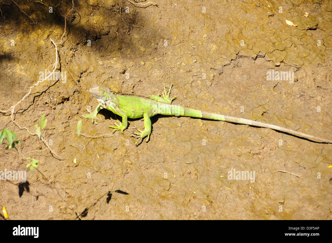 A jesus christ lizard along the mud of a river bank in Costa Rica Stock Photo