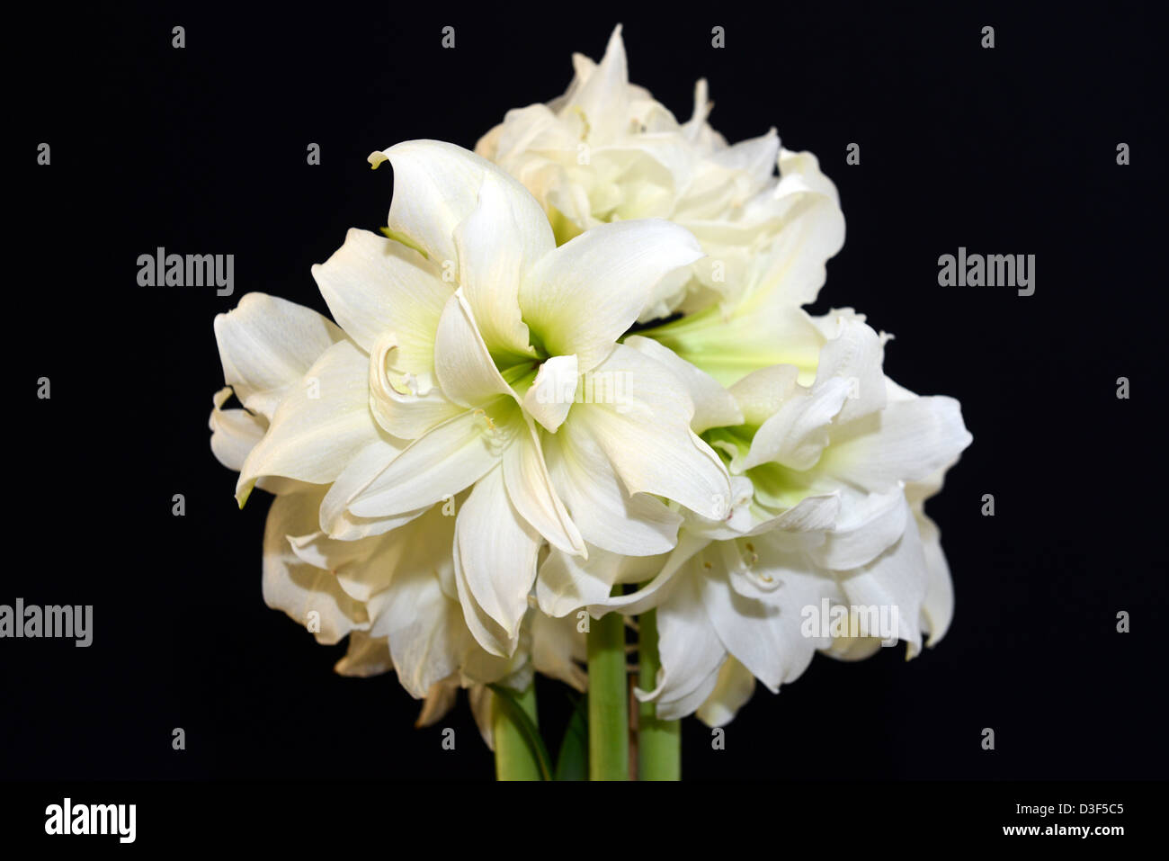 amaryllis white Stock Photo