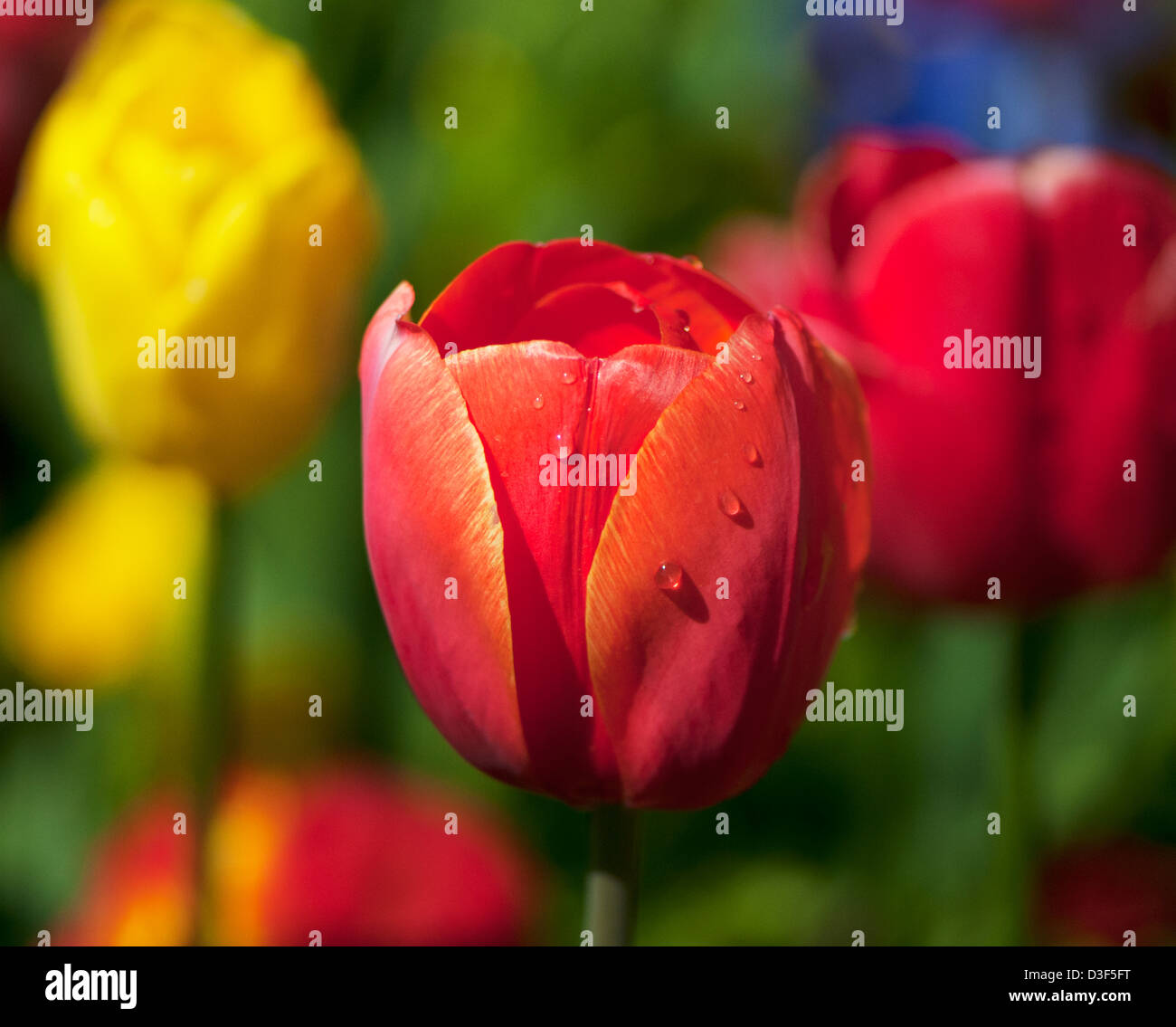 Tulips after a rain shower Stock Photo