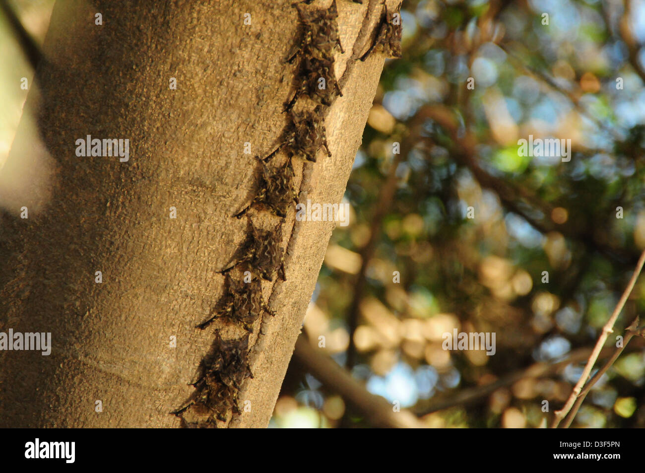 Colony of Brazilian Long-nosed Bats (Rhynchonycteris naso) roosting in ...