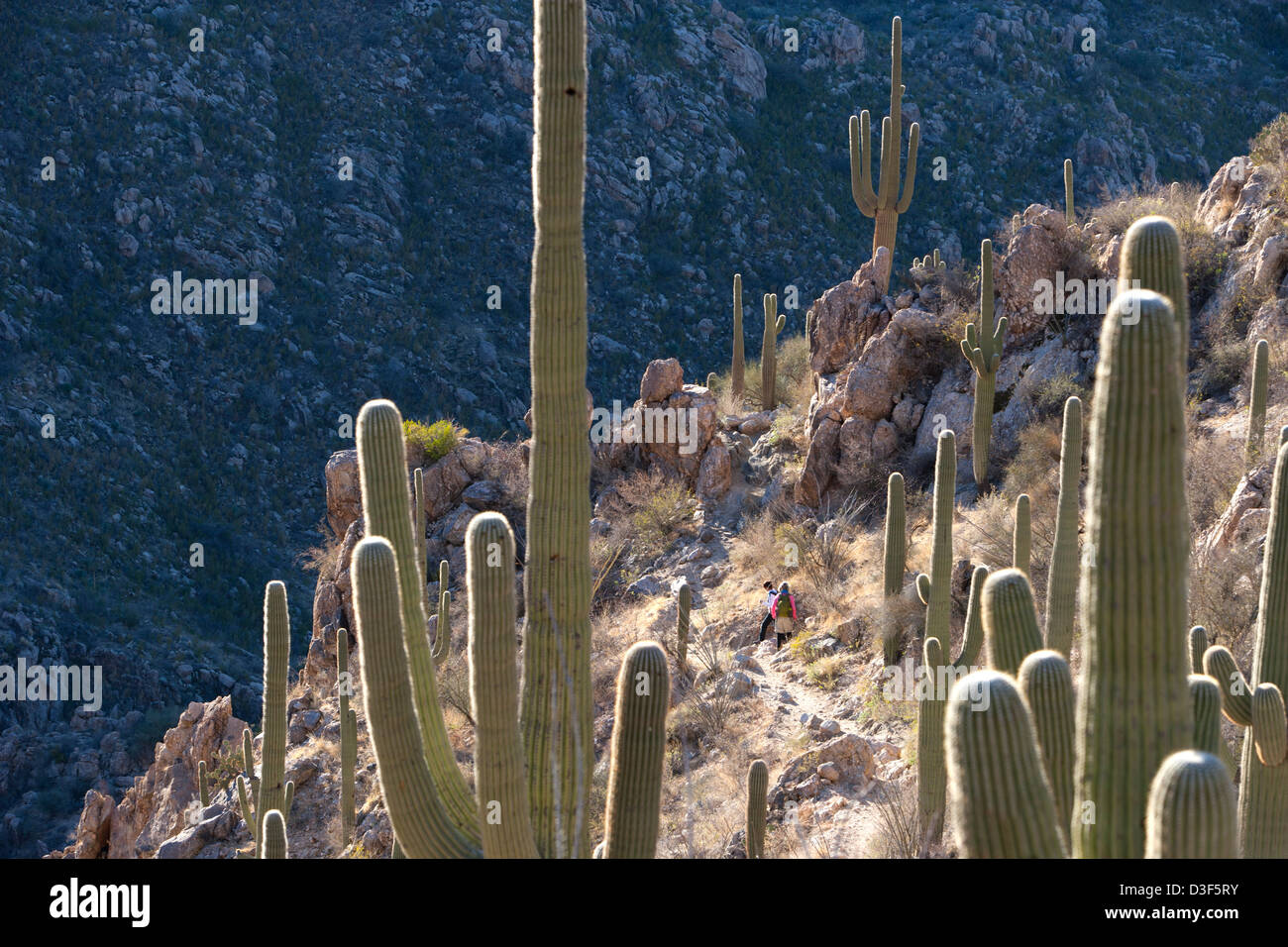 Hikers on a trail in Catalina State Park Stock Photo