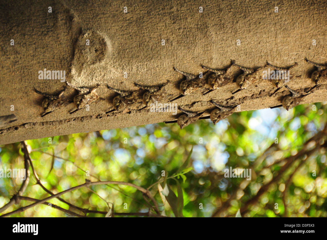 Colony of Brazilian Long-nosed Bats (Rhynchonycteris naso) roosting in ...