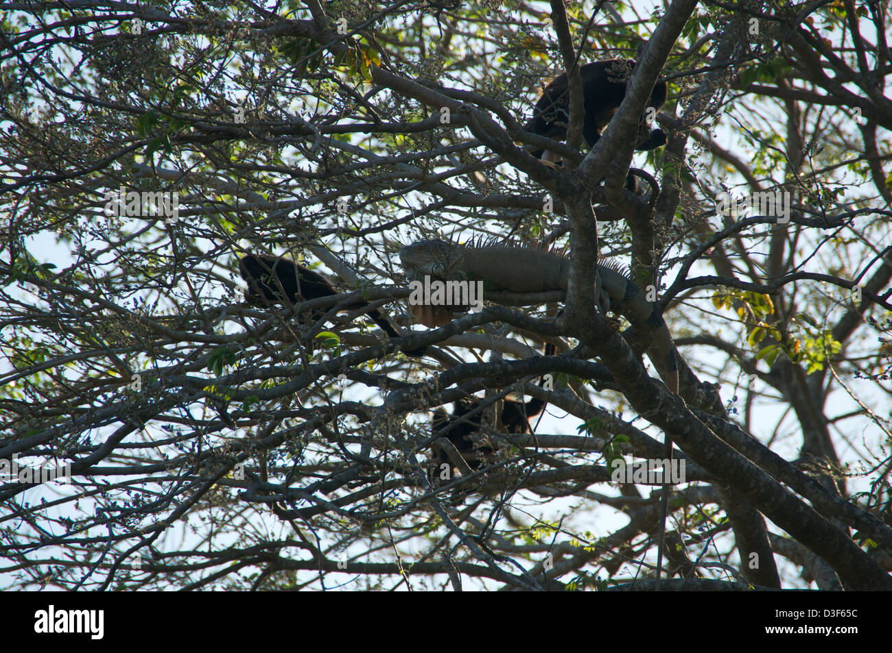 A huge Iguana in the tree with howler monkeys. Stock Photo