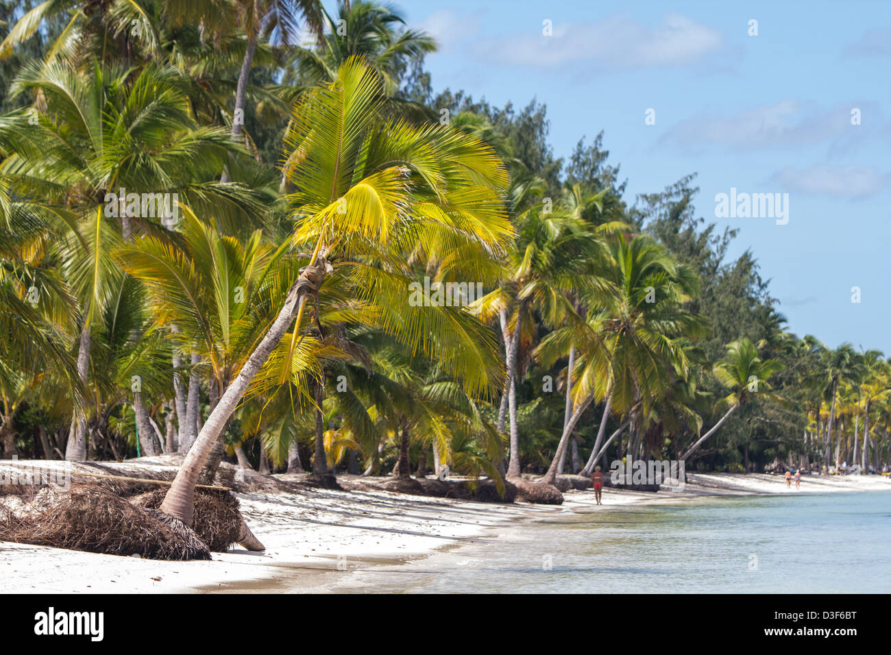 Palm trees on Bavaro Beach in Punta Cana, Dominicana Republic Stock Photo