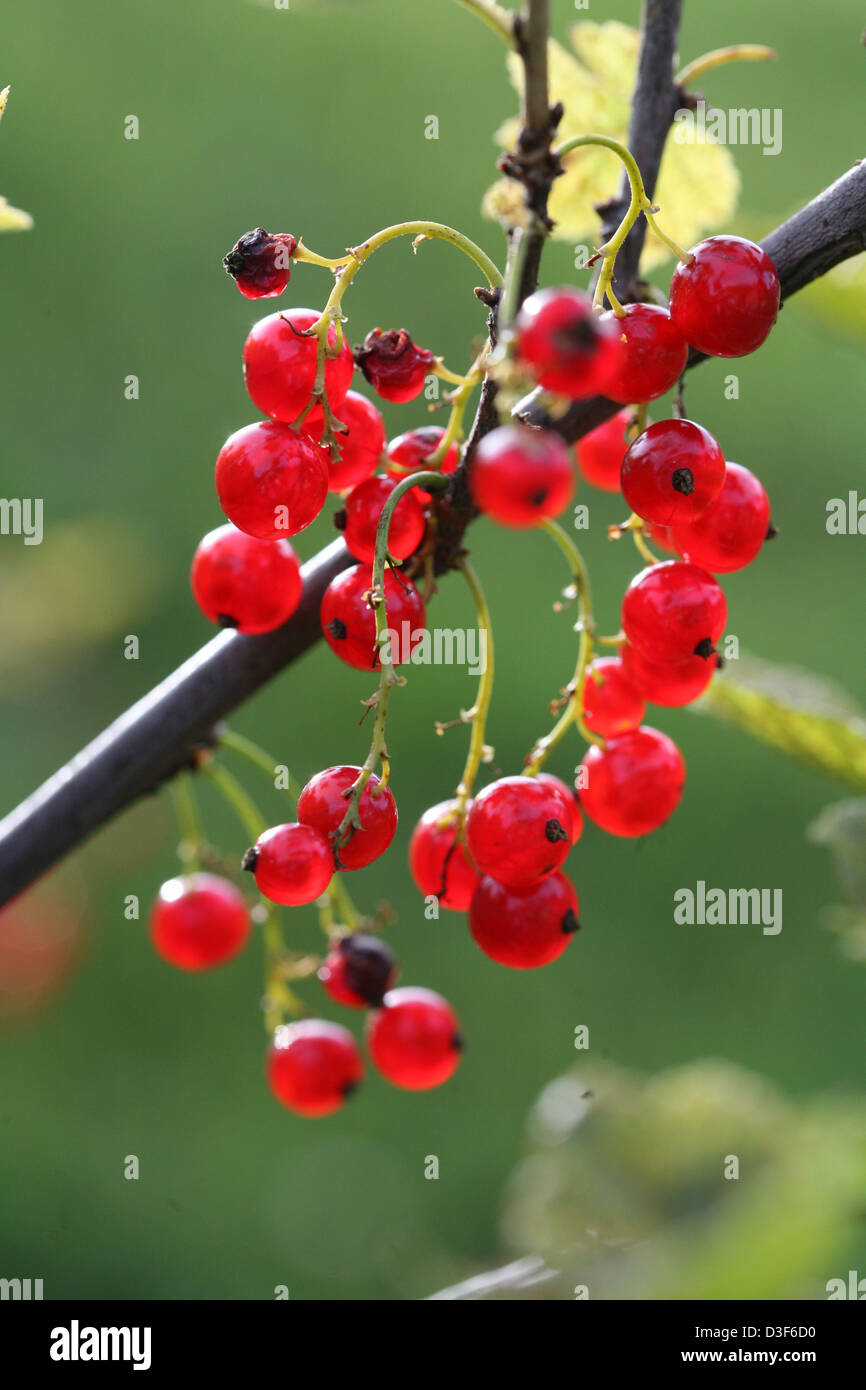 Currant or Ribes . Stock Photo