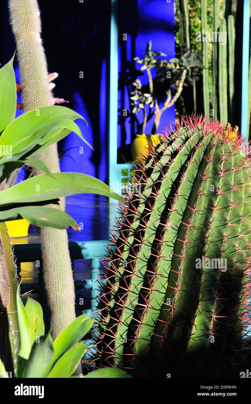 Cacti plants in Majorelle Garden (Jardin Majorelle) Marrakesh, with vivid colours - cobalt blue and chrome yellow, Morocco Stock Photo