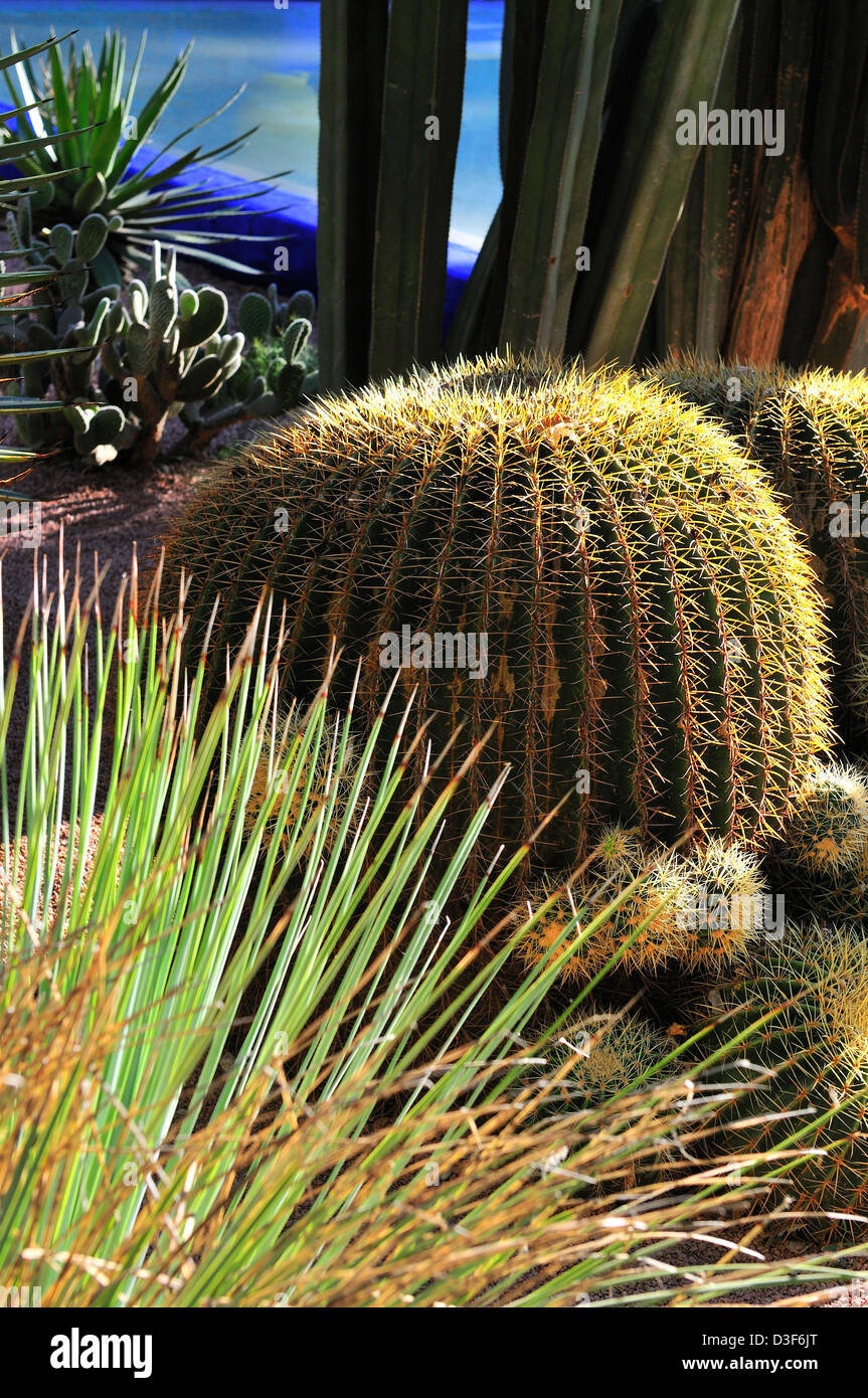 Cacti plants in the Yves Saint Laurent Majorelle Garden,  Marrakesh, Morocco Stock Photo
