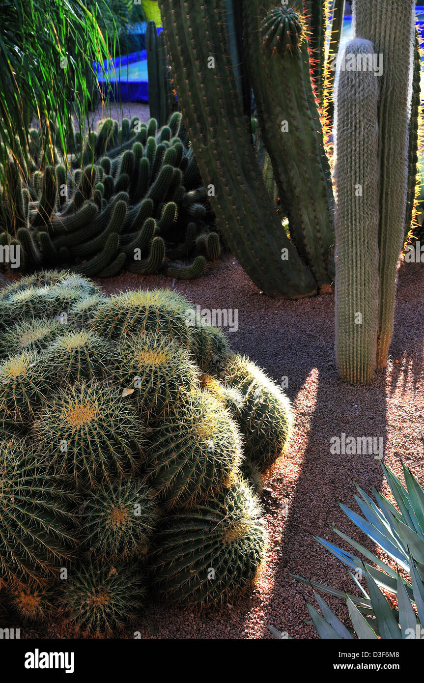 Cacti plants in the Yves Saint Laurent Majorelle Garden,  Marrakesh, Morocco Stock Photo