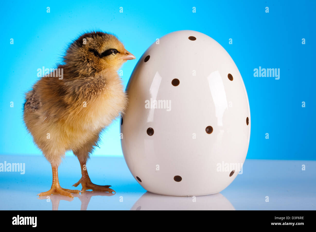 Easter young chick and egg Stock Photo