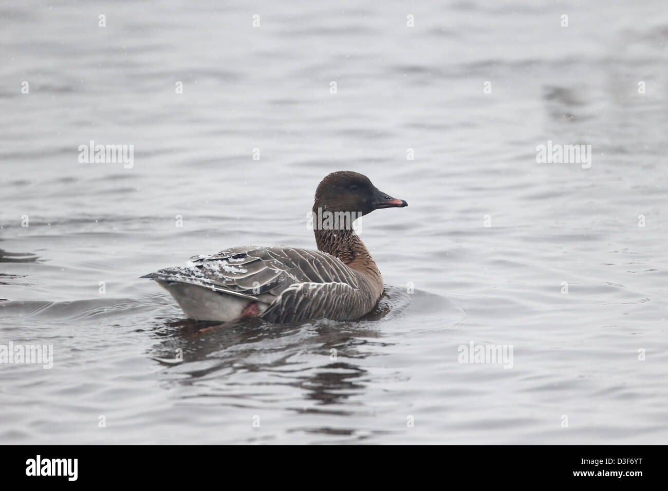 Bean goose, Anser fabalis, single bird on water, Lancashire, February 2013 Stock Photo