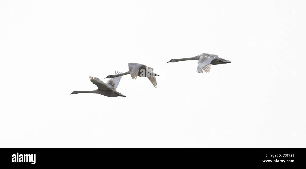 Leipzig, Germany, Swans in Flight Stock Photo